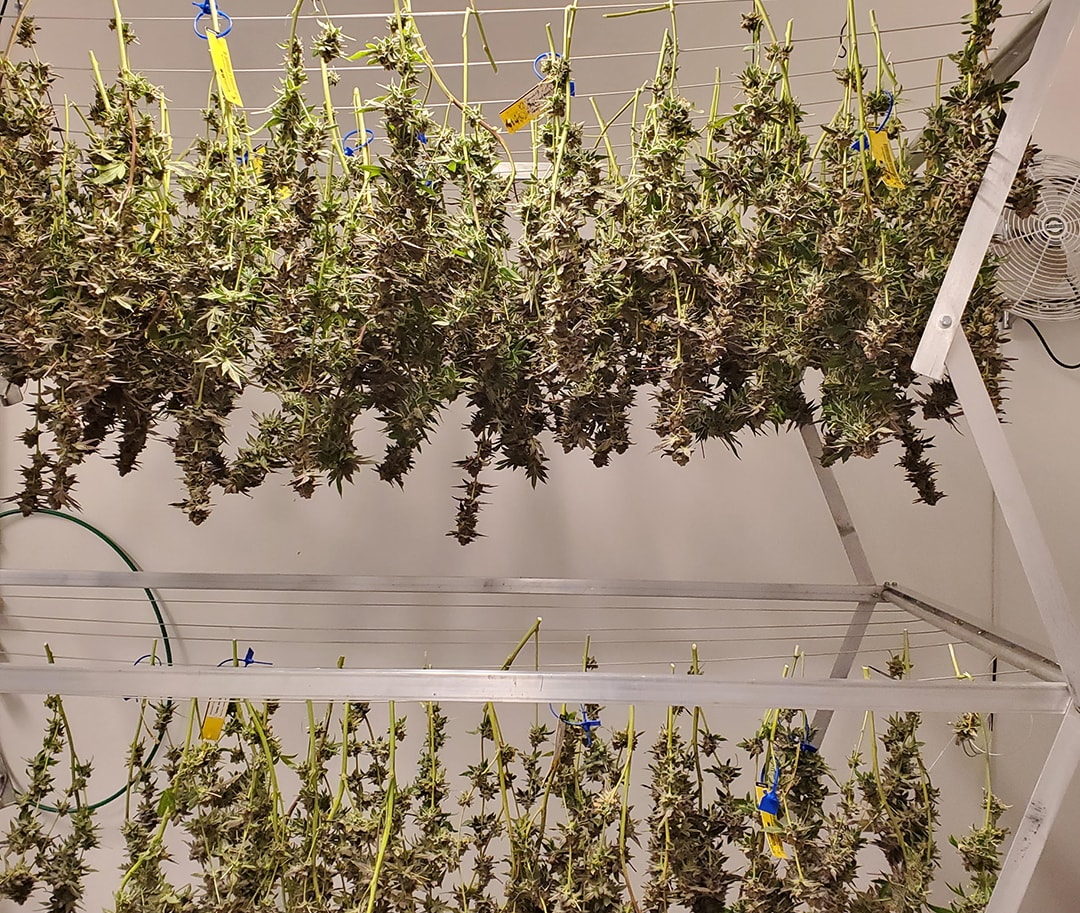 Cannabis Drying Rack by SSG